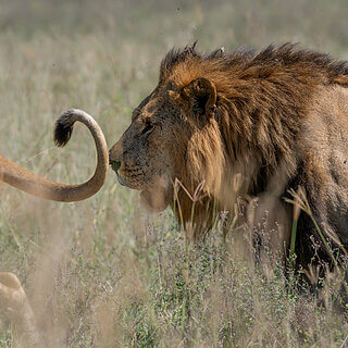 Nakuru NP - Lions